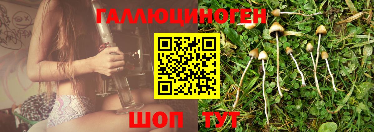 Псилоцибиновые грибы Psilocybine cubensis Электросталь